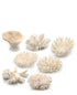 little wonder coral sampler pack 7 pieces